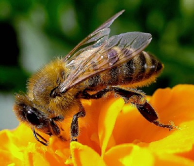 Settore apicolo - Immagine