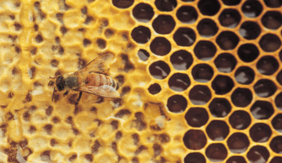 Un dolce 2010 per gli apicoltori - Immagine