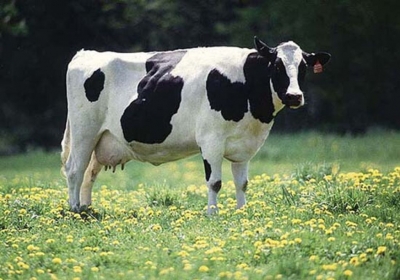 Commissione per l'agricoltura: quote latte - Immagine