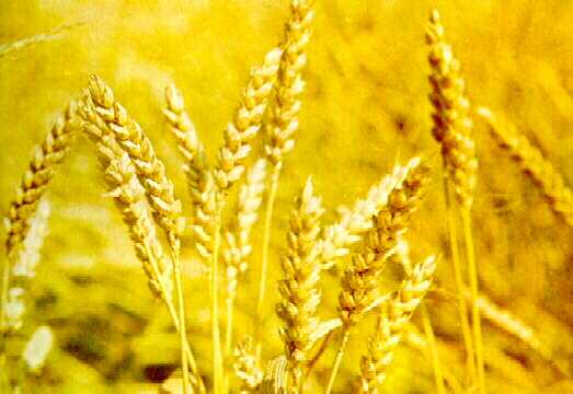 Ogm: arriva il grano che si difende da se' - Immagine