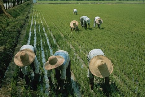 Siccita', agricoltura cinese a rischio - Immagine