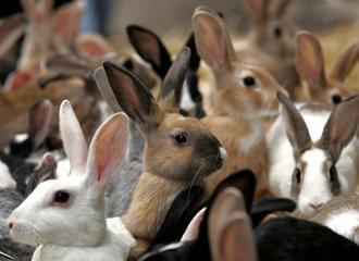 Conigli, l'Italia si riprende con affanno - Immagine