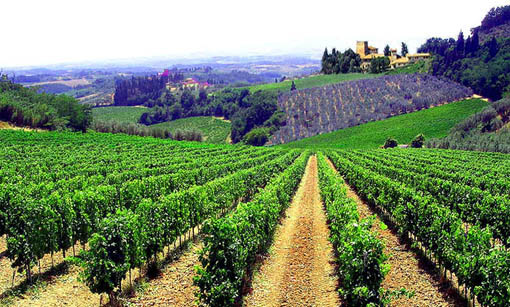 Finanziamenti per i produttori vitivinicoli - Immagine