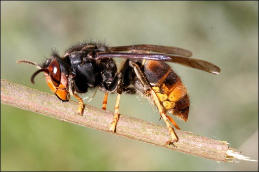 La vespa asiatica minaccia il Mediterraneo - Immagine