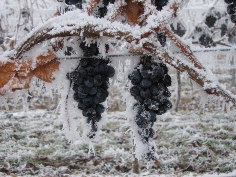 L'uva a -10 gradi fa il vino piu' buono - Immagine