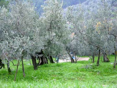 Col global warming l'olivo si coltiva nelle Alpi - Immagine