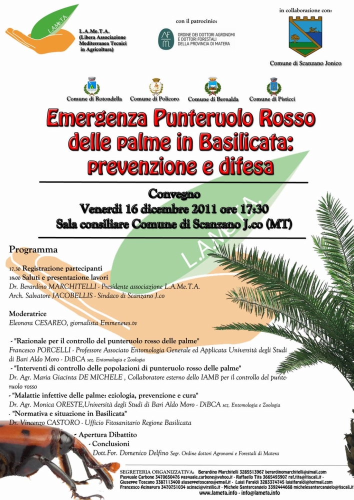 L'emergenza punteruolo rosso delle palme in Basilicata - Immagine