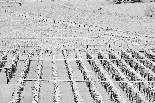 Agricoltura, e' allarme gelo per campi e stalle - Immagine
