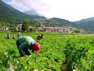 Agricoltura, in Italia scarseggiano i giovani - Immagine
