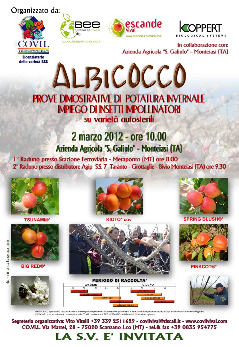 Albicocco: prove dimostrative di potatura invernale e impiego di insetti impollinatori - Immagine