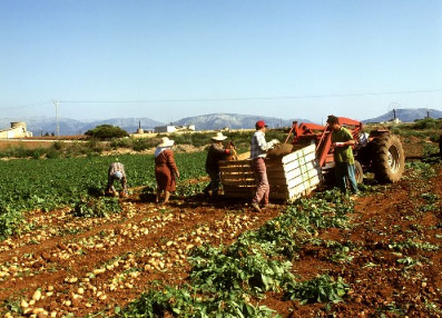 Agricoltura, cala la forza lavoro: -4,6 per cento - Immagine