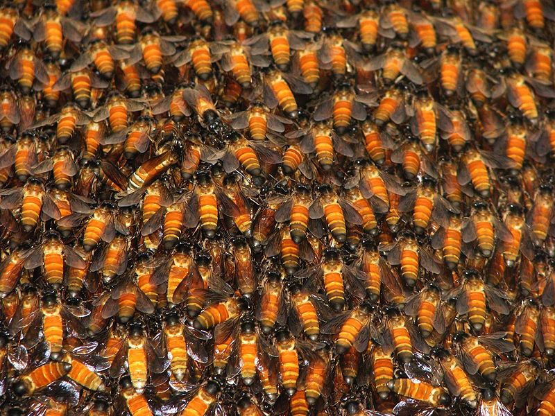 Il Cra lancia il progetto a tutela delle api - Immagine