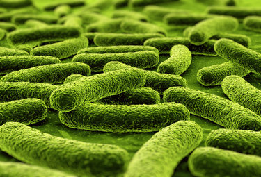 Microbi per tenere i gas serra nel suolo - Immagine