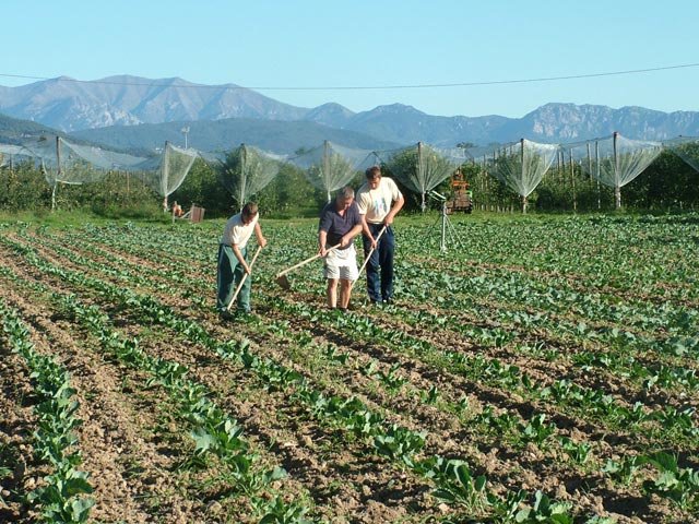 Agricoltura, cresce l'occupazione al sud Italia - Immagine
