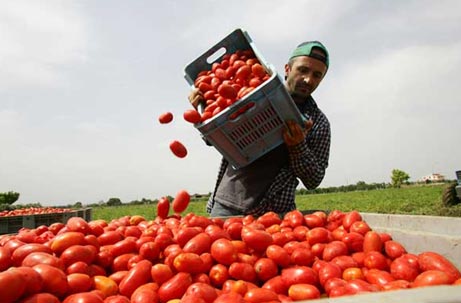 Agricoltura, essenziali i lavoratori immigrati - Immagine