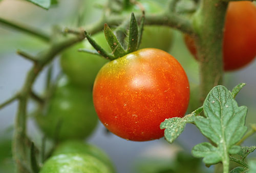 Residui, pomodori italiani ritirati dalla Germania - Immagine