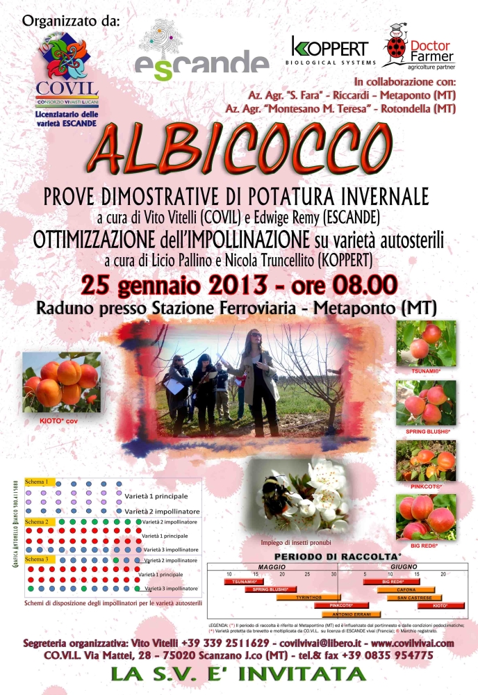Albicocco: prove di potatura invernale e ottimizzazione dell'impollinazione - Immagine