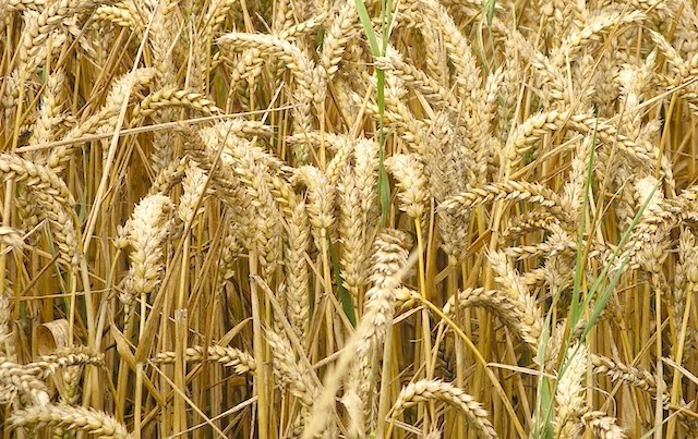 Cereali, aumenta la concorrenza per l'Italia - Immagine