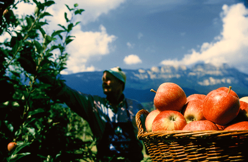 Ue, nuova legge per la tutela di frutta e verdura - Immagine