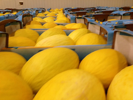 Meloni, accordo tra Europa e Costa Rica - Immagine