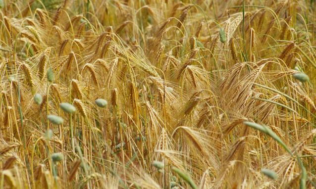 Cereali, Ucraina è paese leader in Europa - Immagine