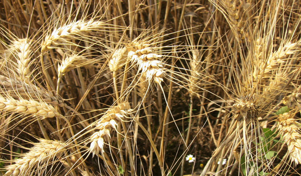 Prezzi cereali: stabile il grano italiano - Immagine