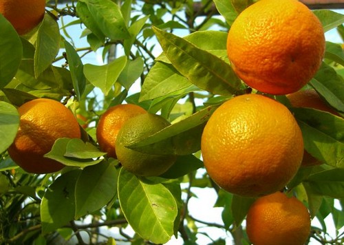 L'Ue verso una soluzione al citrus greening - Immagine
