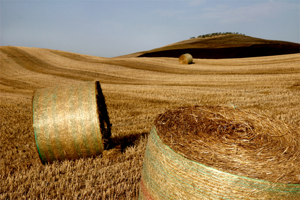 Non si ferma la crisi dell'agricoltura italiana - Immagine