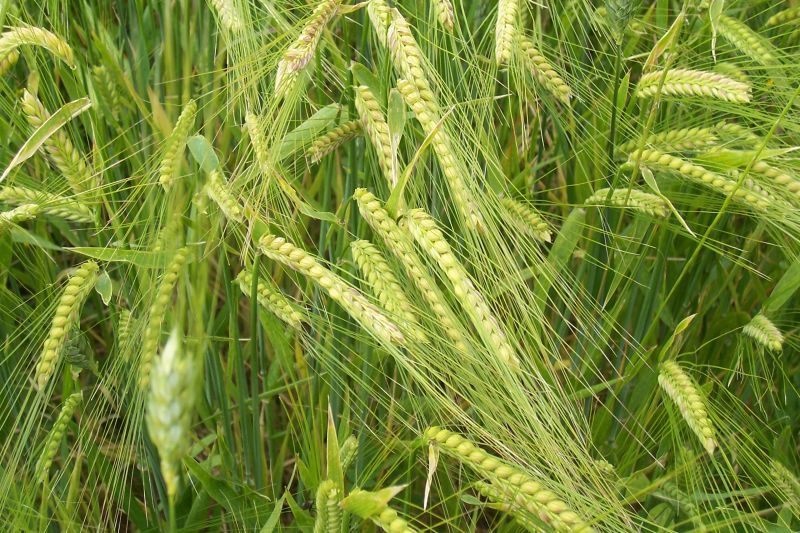 Cereali: grano in aumento, orzo in calo - Immagine
