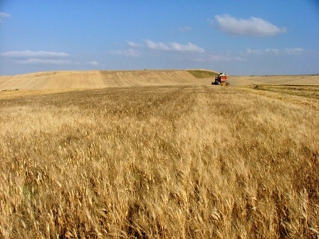Cereali, preoccupa la situazione ucraina - Immagine