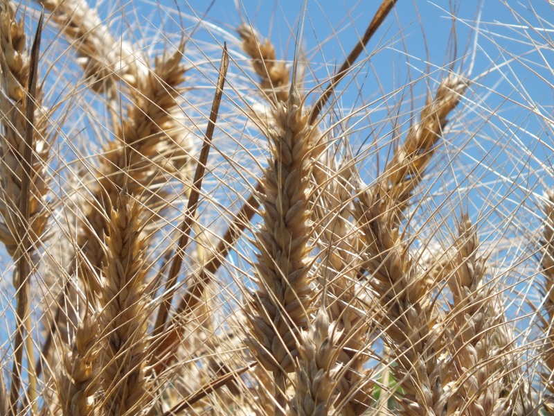 Agricoltura, clima positivo per i cereali - Immagine