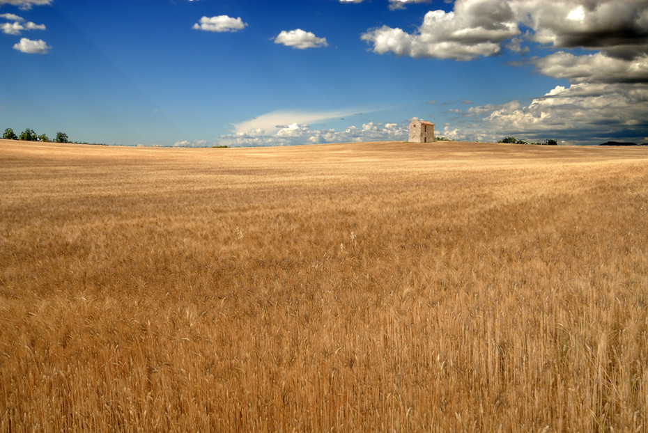 Importanti gare di grano per l'Europa - Immagine