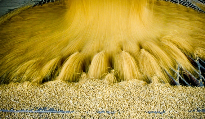 Mercato cereali, le previsioni internazionali - Immagine