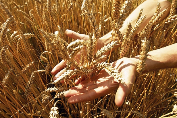 Mercato cereali, grano francese in recupero - Immagine