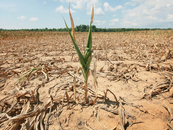 Allarme siccità, agricoltura in ginocchio - Immagine