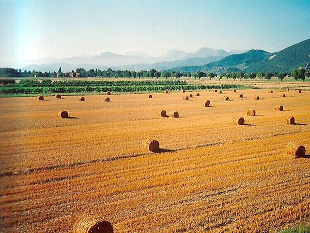 Raccolto di grano, previsioni al ribasso - Immagine