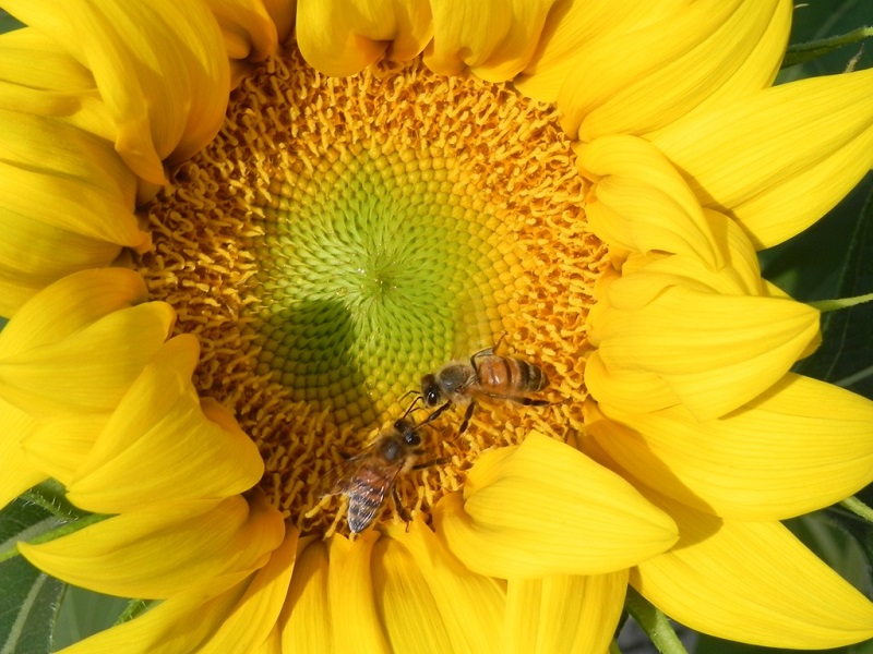 Protocollo d'intesa tra sementi e apicoltori - Immagine