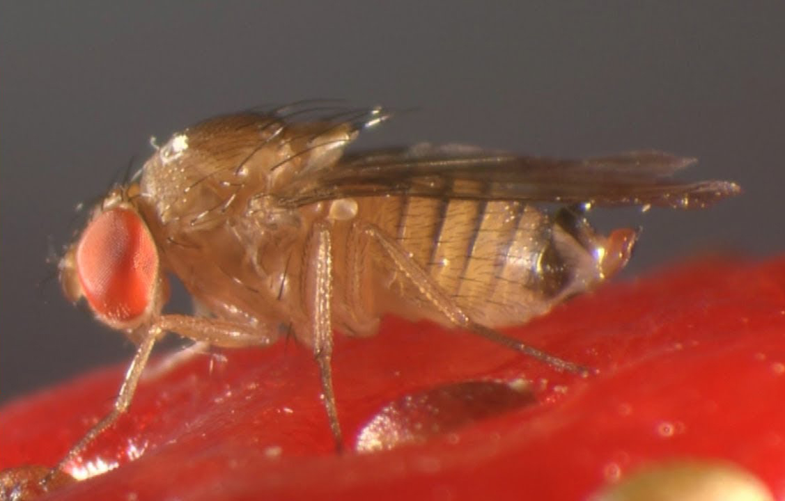 Drosophila-suzukii.jpg