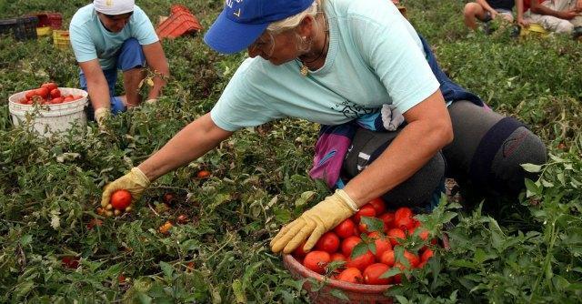 lavoro-raccolta-pomodori