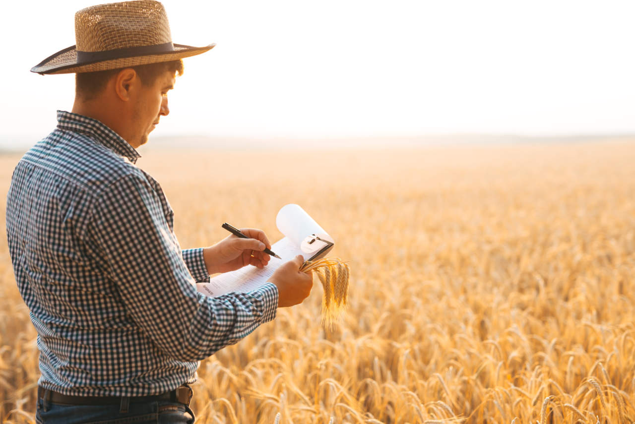 Agronomist writing on a document the wheat development plan.  Banner with  copy space.