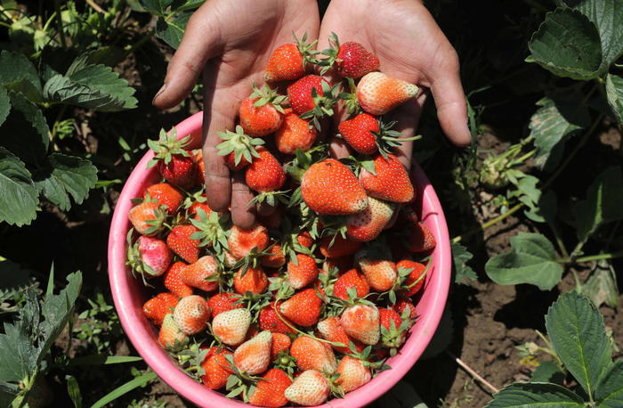 Strawberry production in Kashmir
