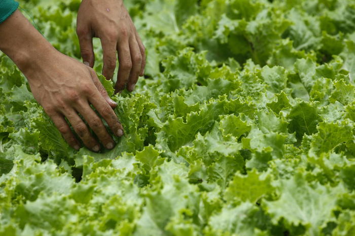 Urban farming amid pandemic ahead of Earth Day