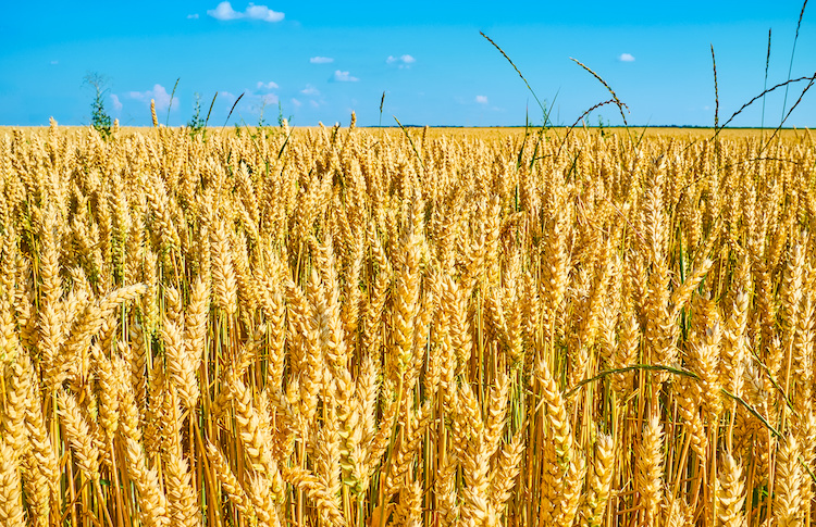 In the wheat field, Ukraine
