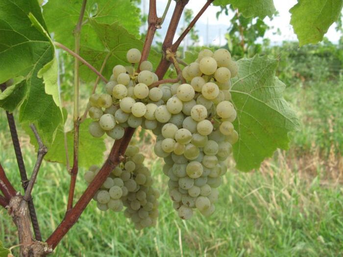 Sei nuove varietà vite tolleranti a oidio e peronospora proposte da Fondazione Mach idonee a produrre vino